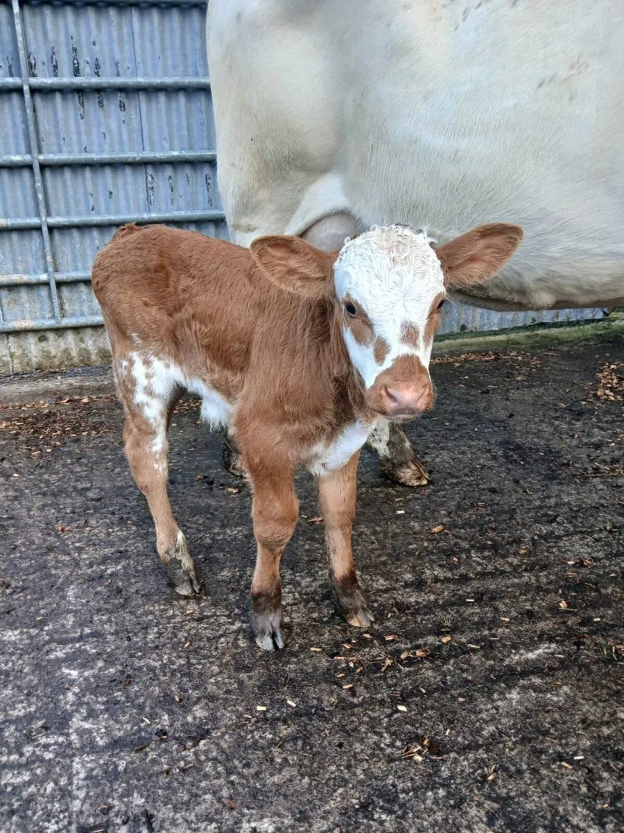 Suck calf - Image 2