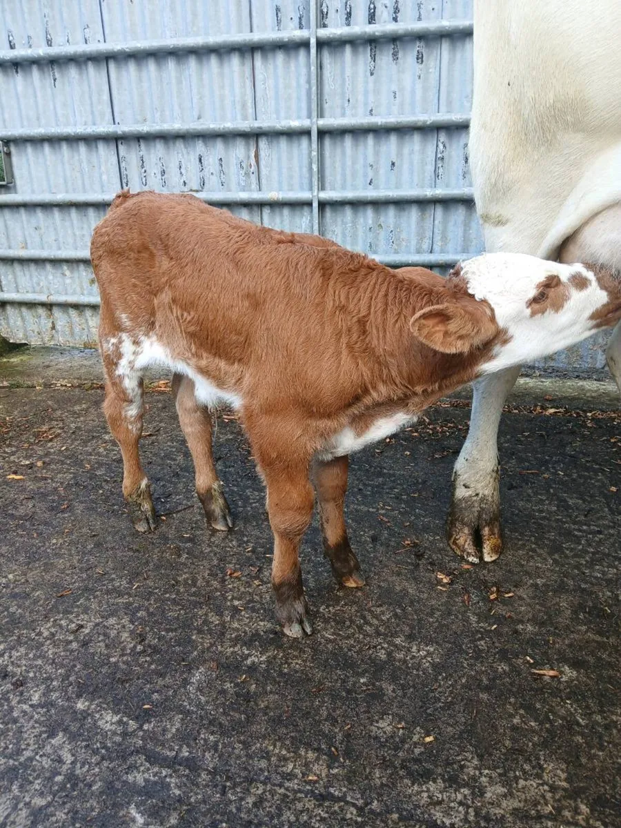 Suck calf - Image 3