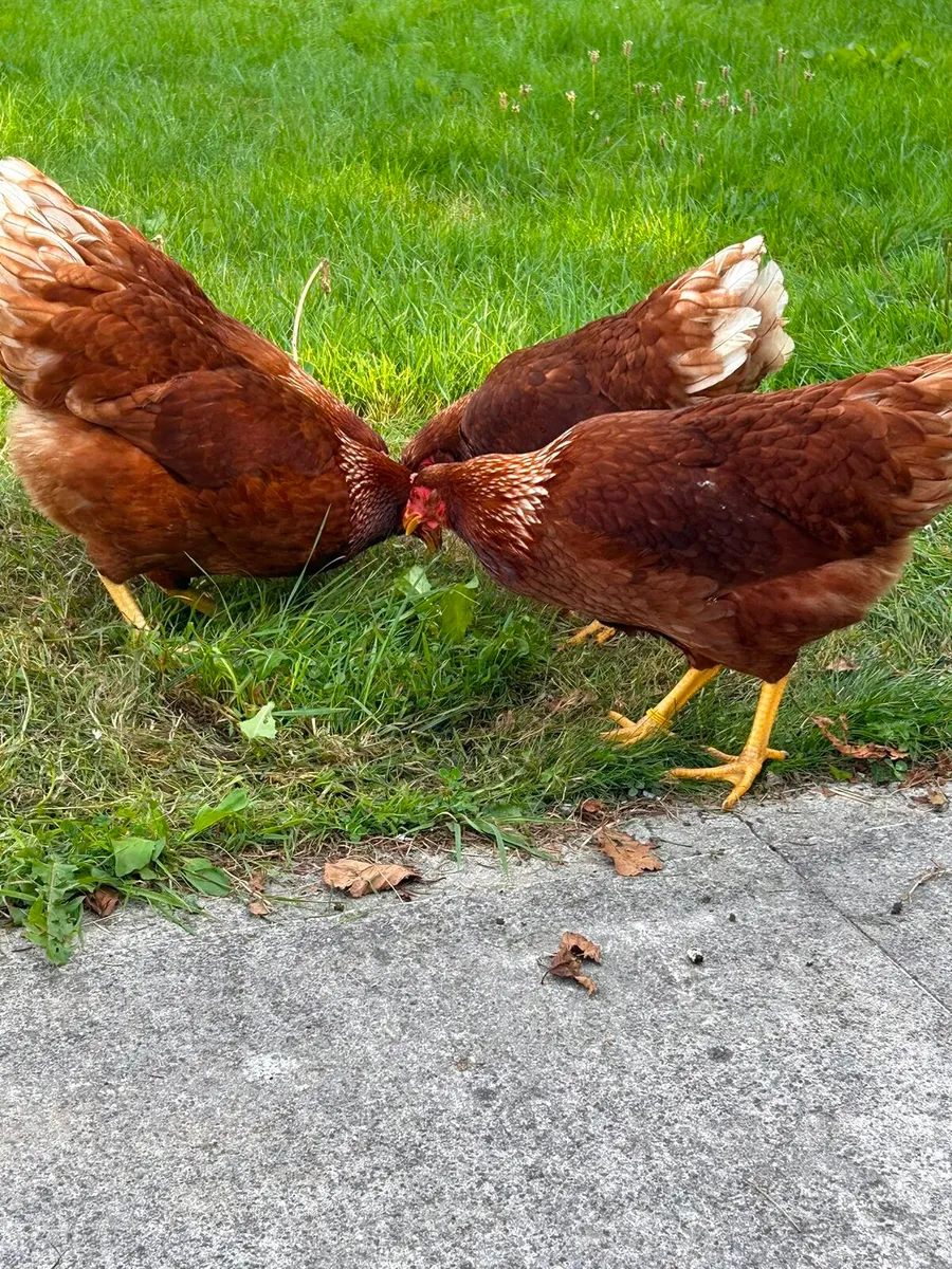 Fowl - Image 1