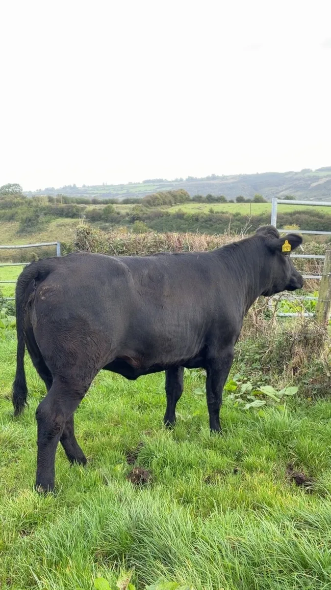 Breeding heifer for sale LMX - Image 3