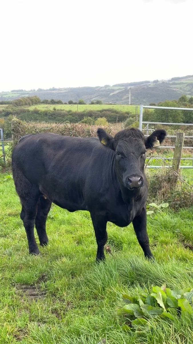 Breeding heifer for sale LMX - Image 1