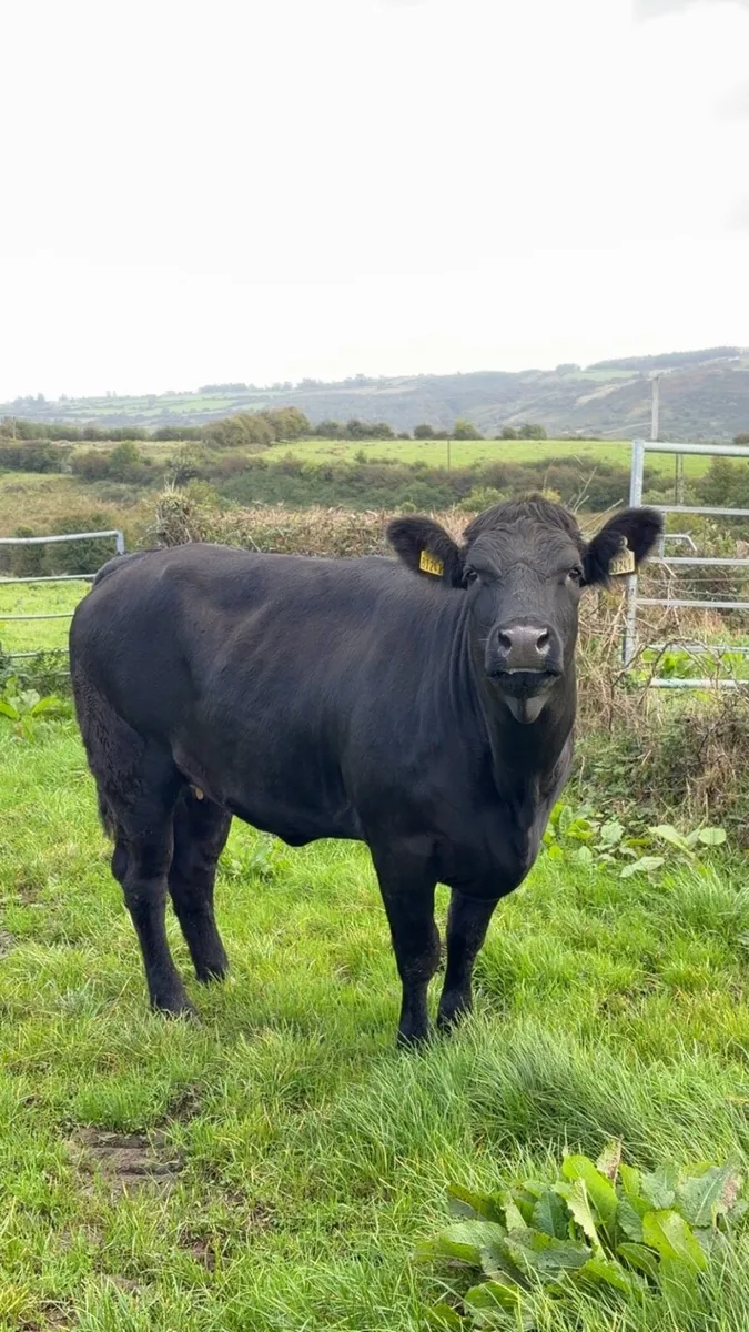 Breeding heifer for sale LMX - Image 4
