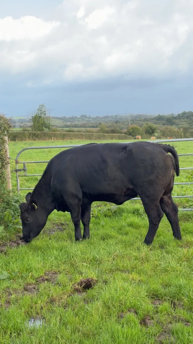 Breeding heifer for sale LMX - Image 2