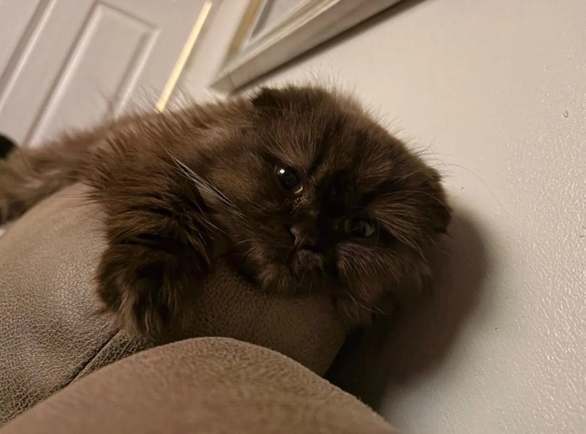 Scottish straight & longhair Scottish fold females - Image 3