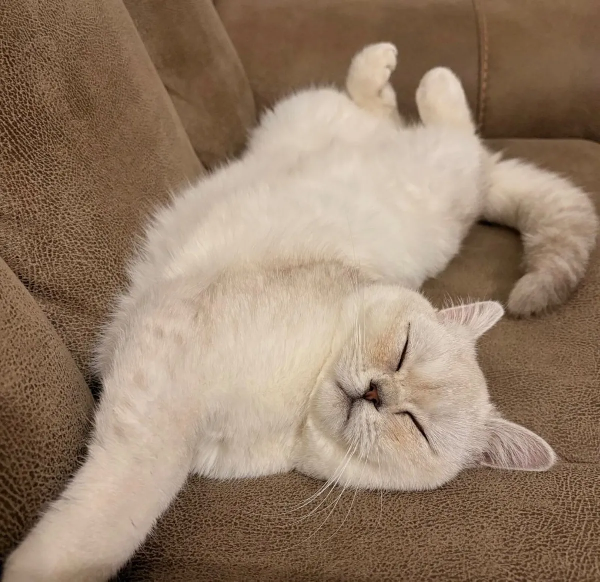 Scottish straight & longhair Scottish fold females - Image 4