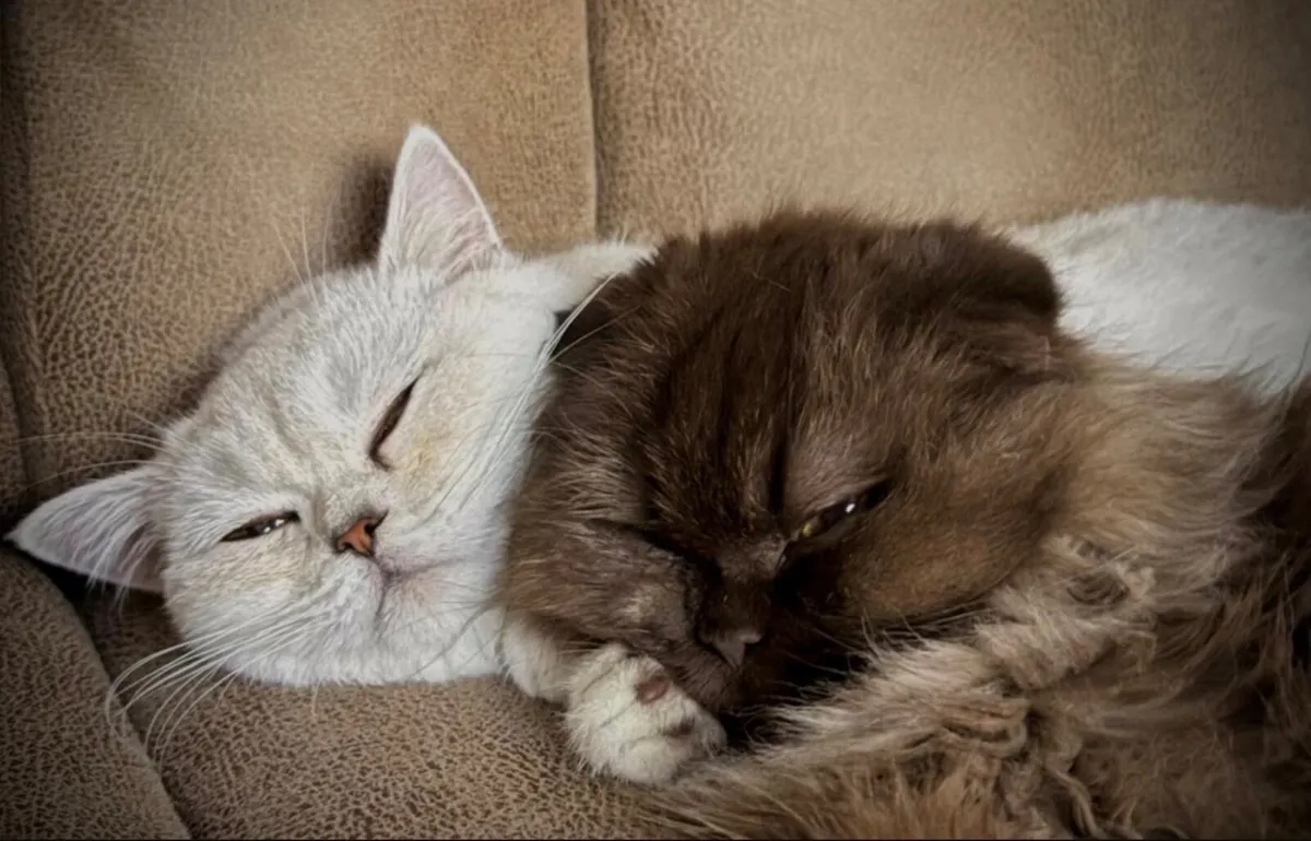 Scottish straight & longhair Scottish fold females - Image 1