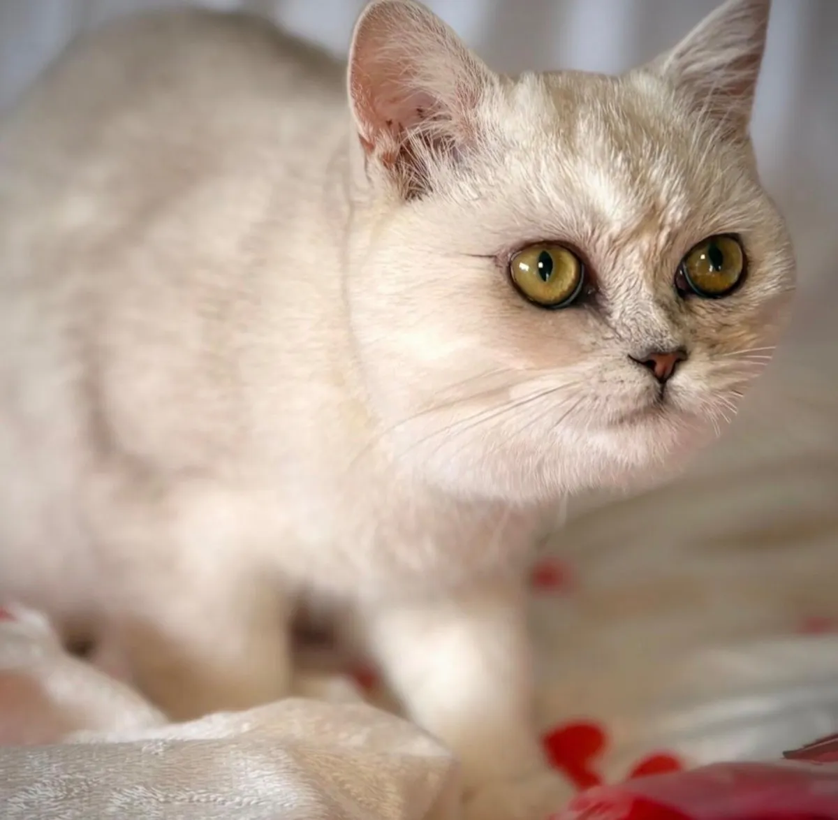 Scottish straight & longhair Scottish fold females - Image 2