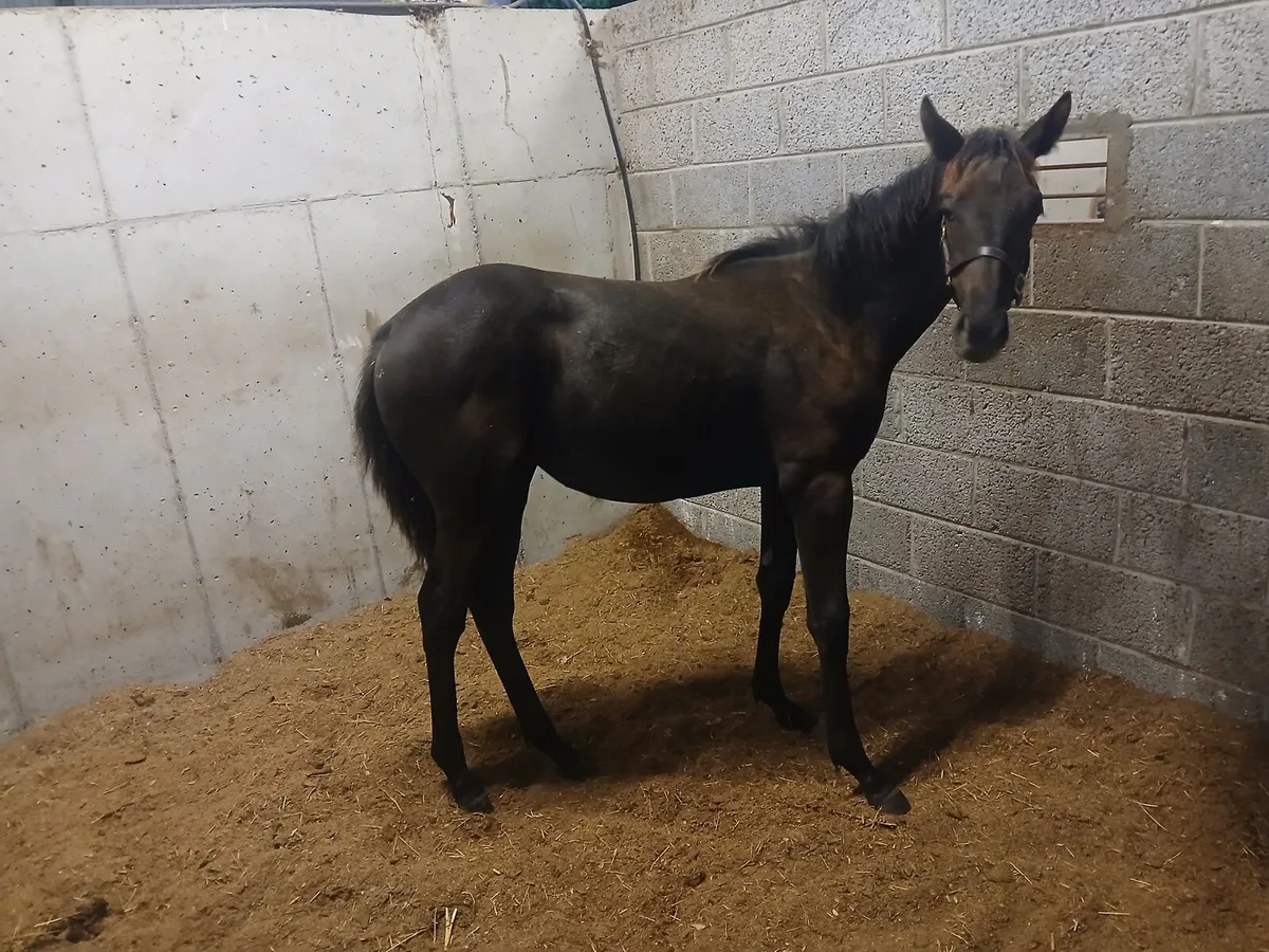 Dam of blacktype - Image 1