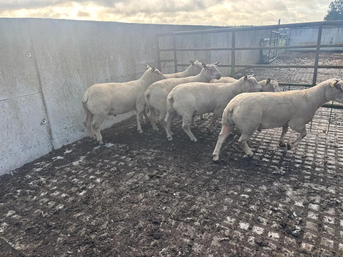 Pedigree Charollais hogget rams - Image 2