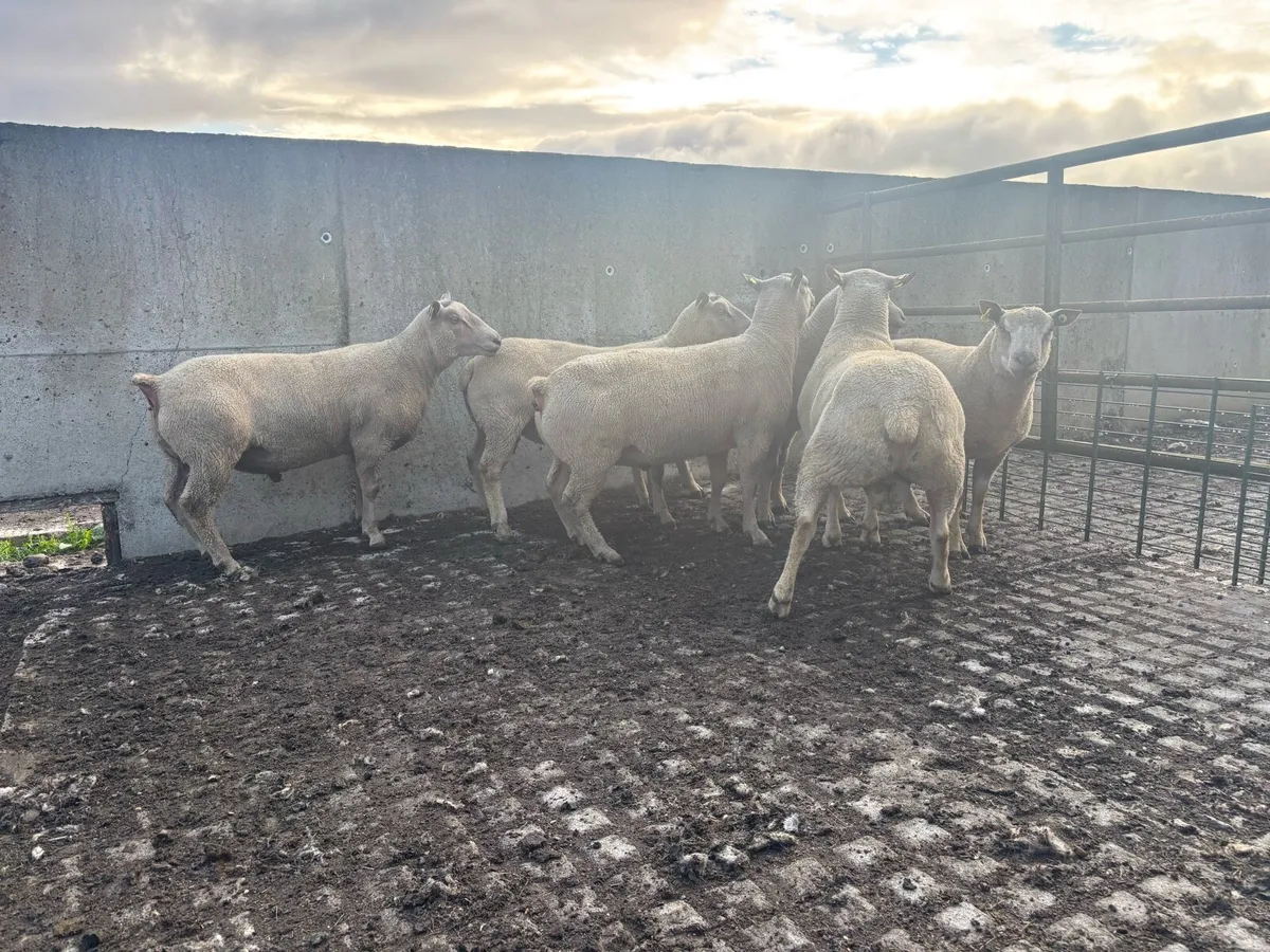 Pedigree Charollais hogget rams - Image 3