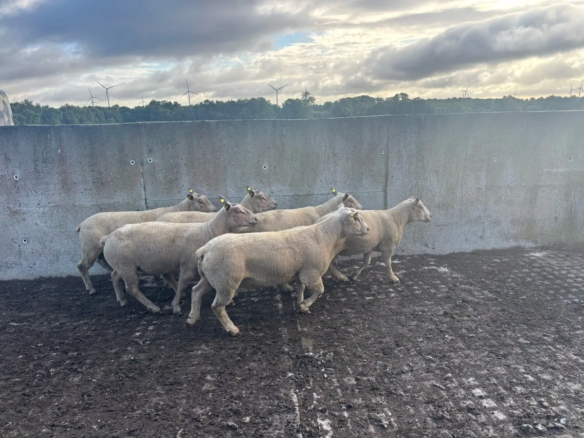 Pedigree Charollais hogget rams - Image 4