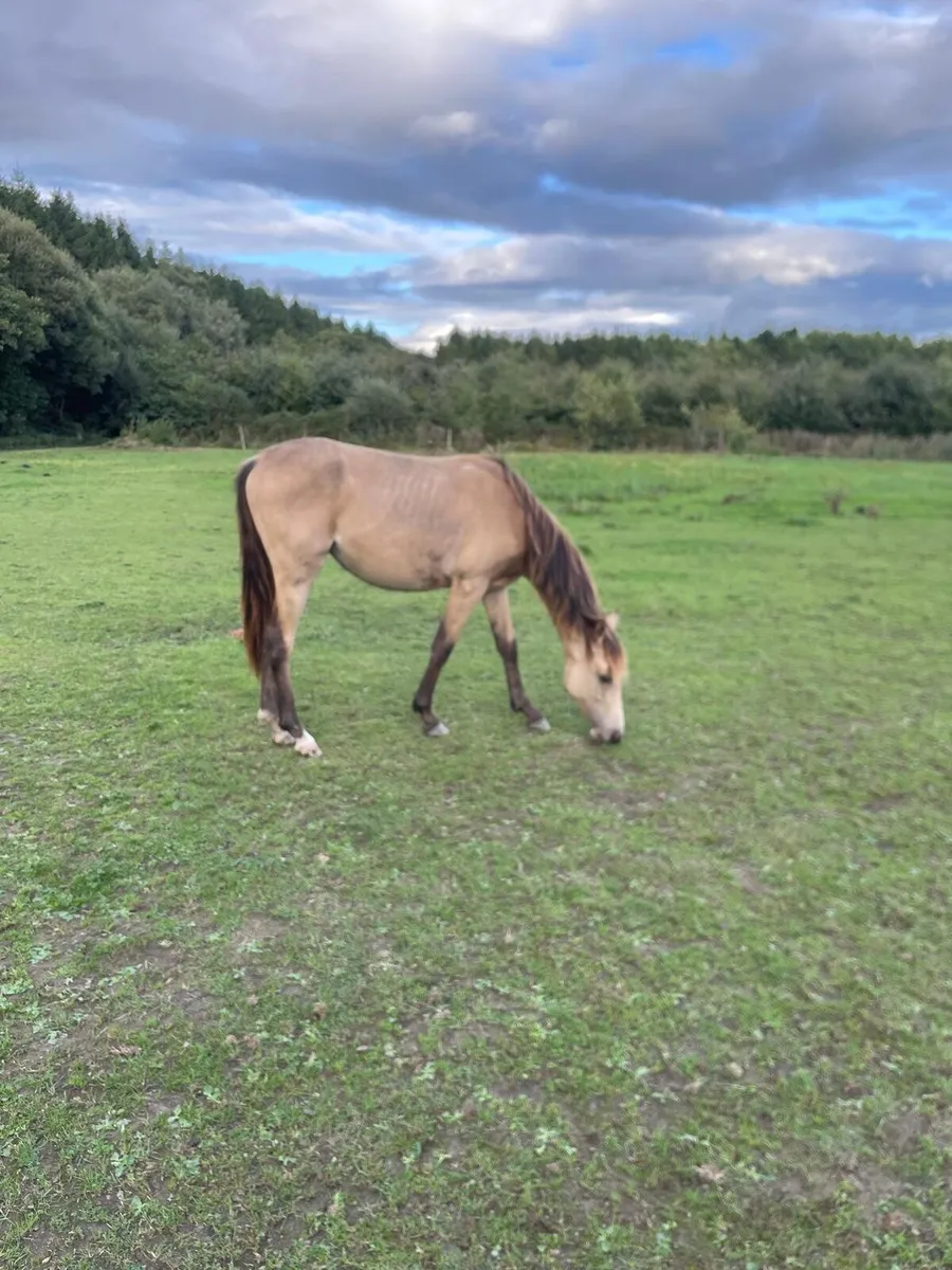 Yearling horse - Image 2