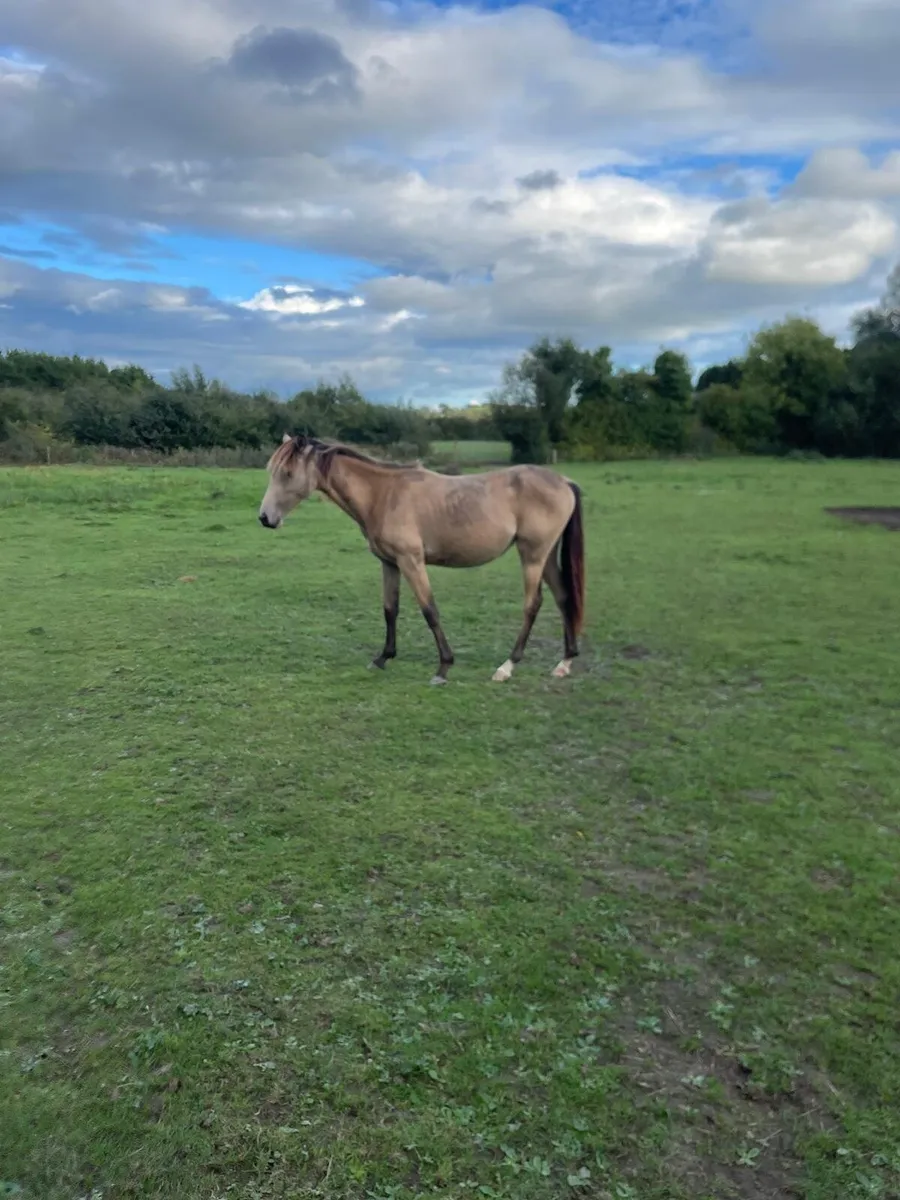 Yearling horse - Image 1