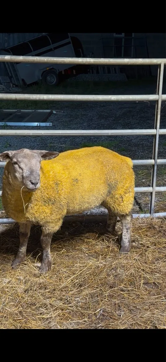 Suftex Ram Lambs - Image 1