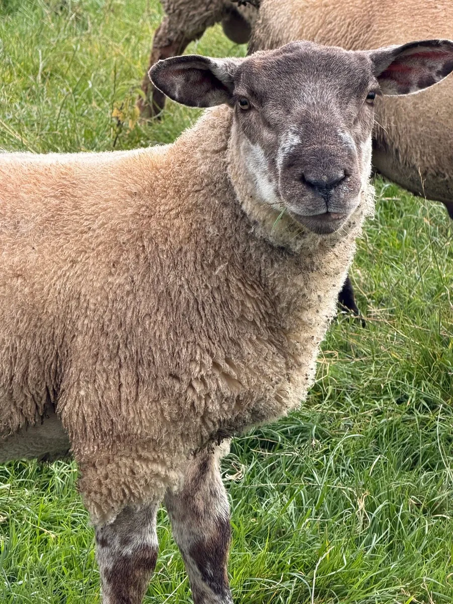 Suftex Ram Lambs - Image 2