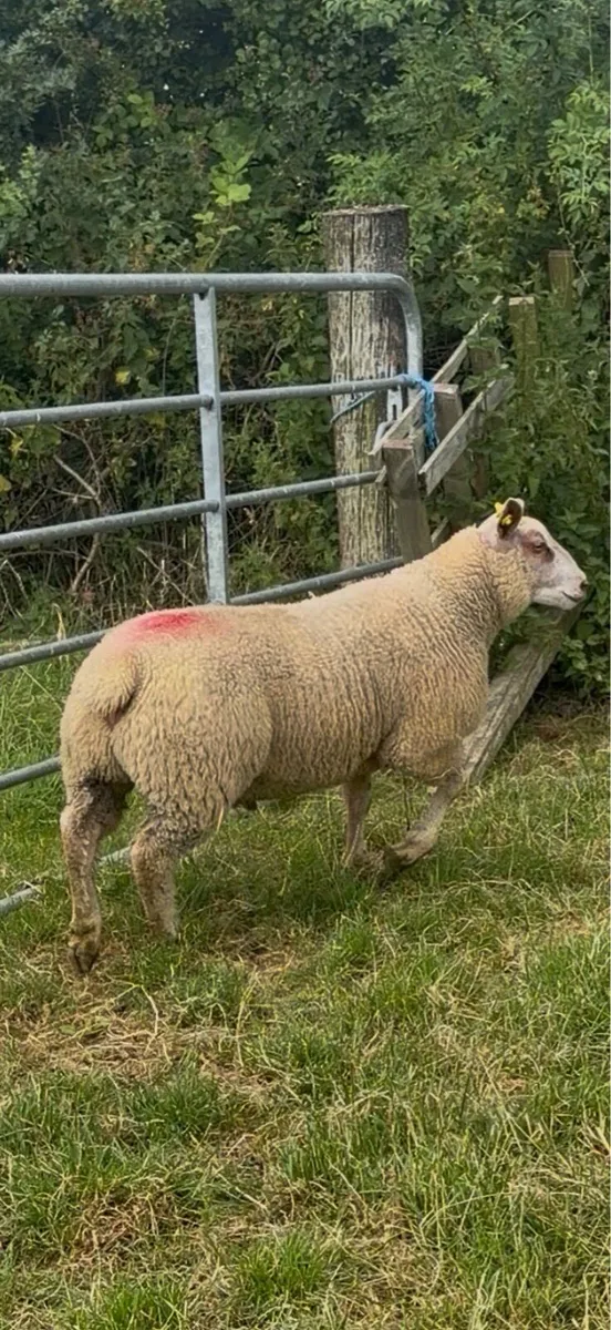 Suftex Ram Lambs - Image 3