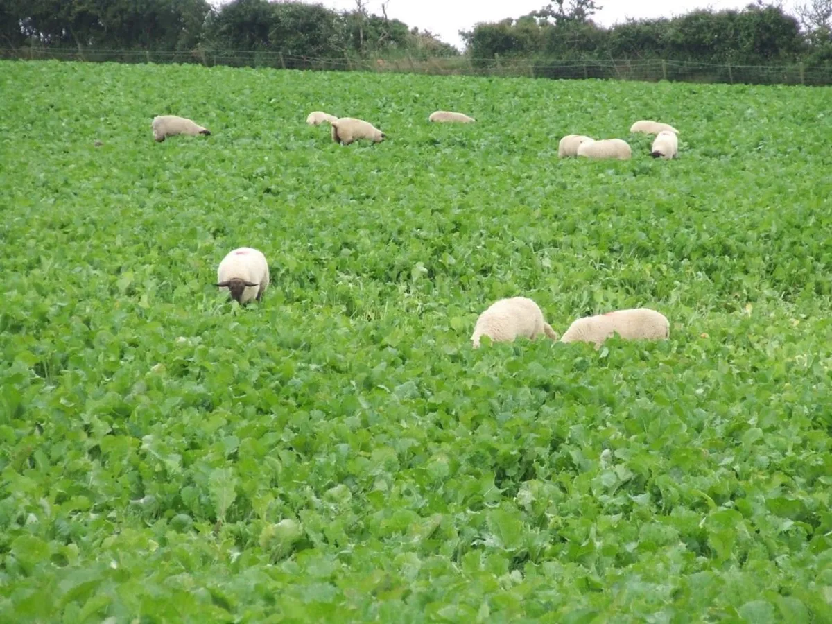 Sheep grazing