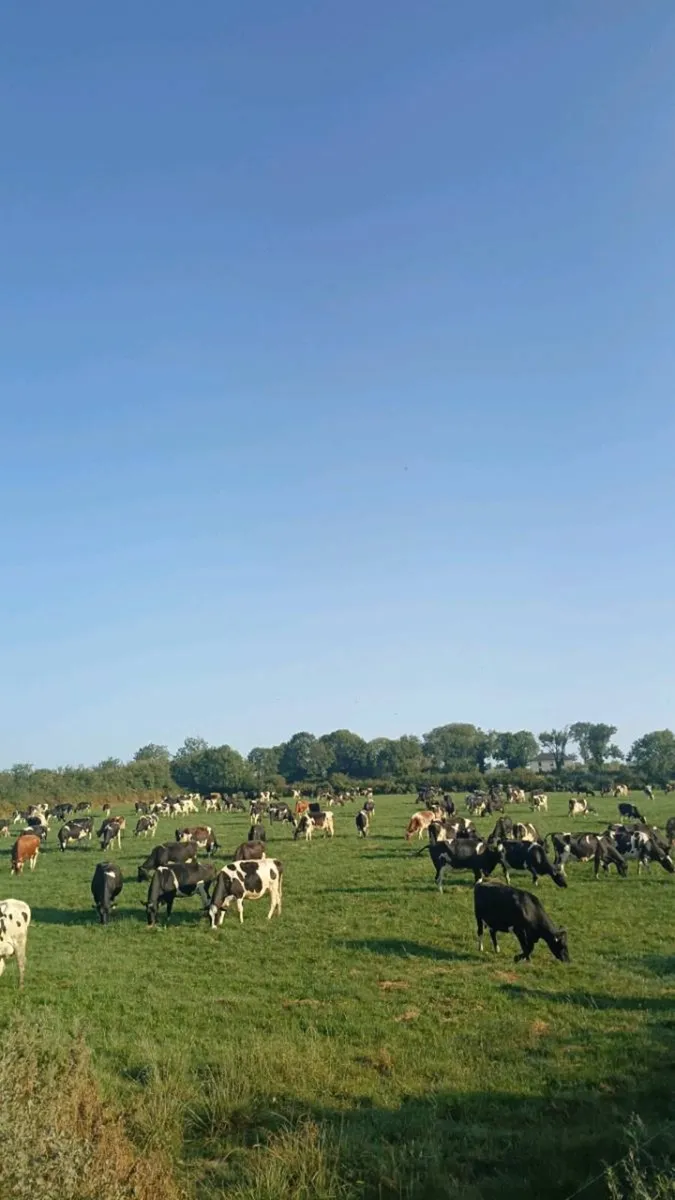 cows still in milk not in calf