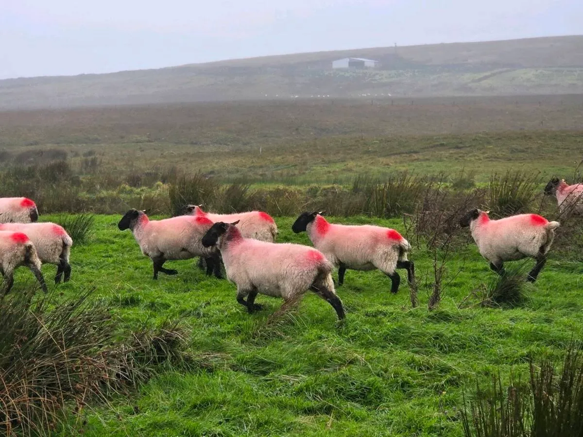 Suffolk Hoggets - Image 1