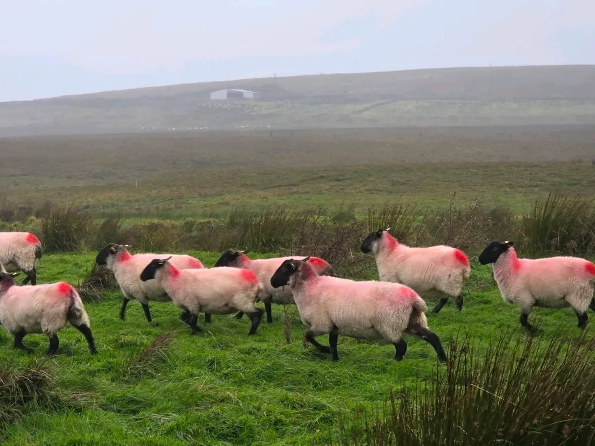 Suffolk Hoggets - Image 2