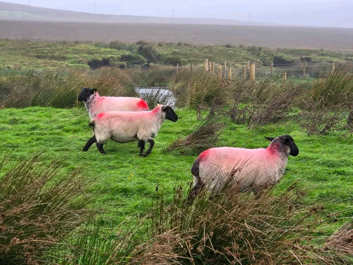 Suffolk Hoggets - Image 3