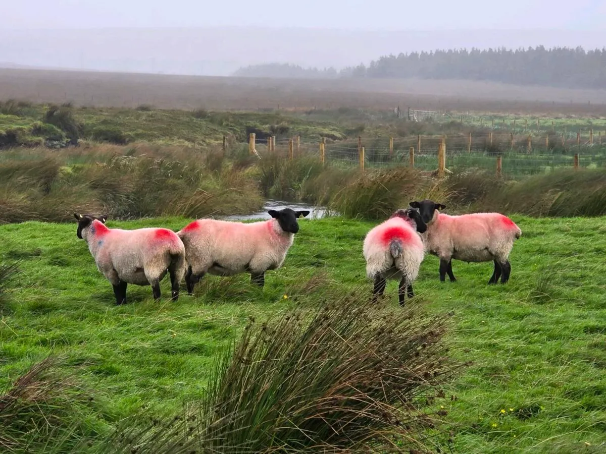 Suffolk Hoggets - Image 4