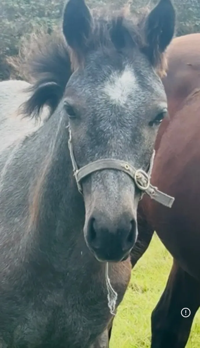 Silver Shadow 2026 Colt with Dam at CLIFDEN SALES - Image 2