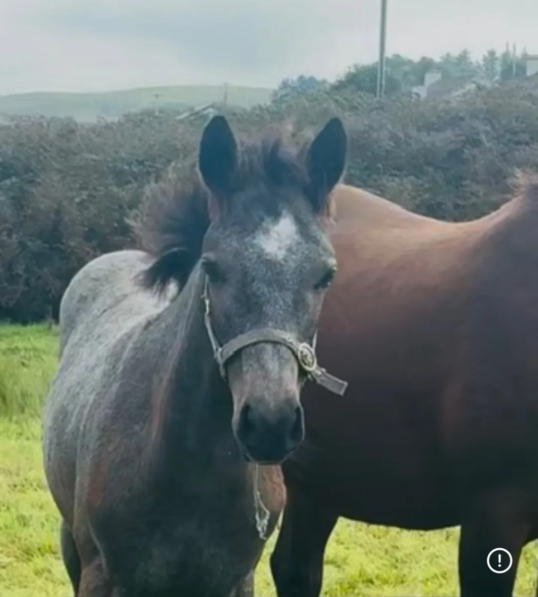 Silver Shadow 2026 Colt with Dam at CLIFDEN SALES - Image 1