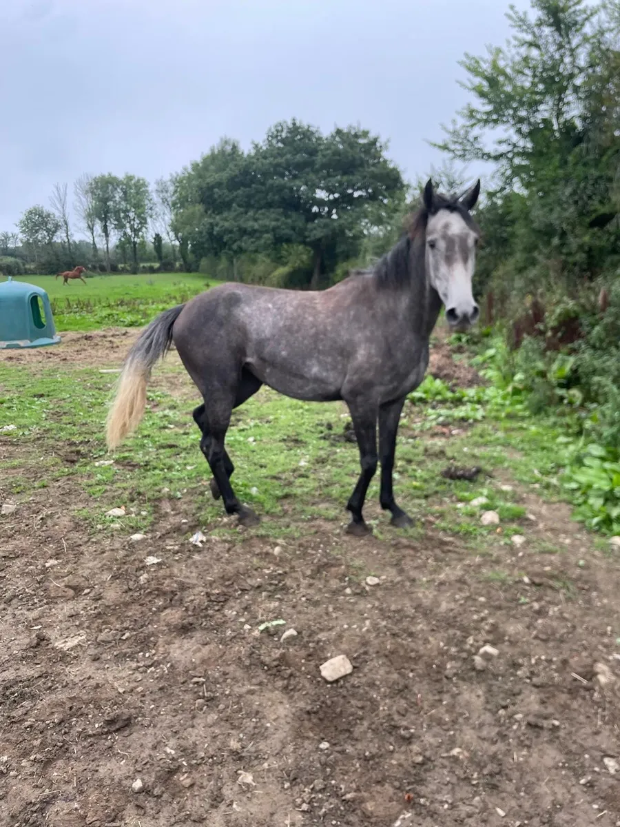 3 year old Filly - Image 1