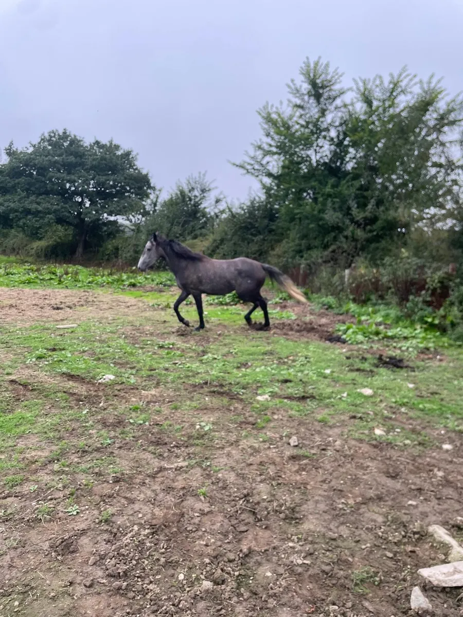 3 year old Filly - Image 2