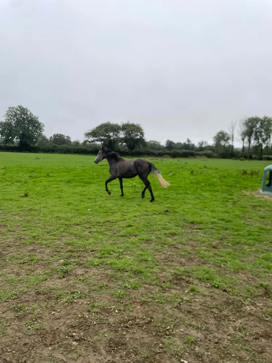 3 year old Filly - Image 3