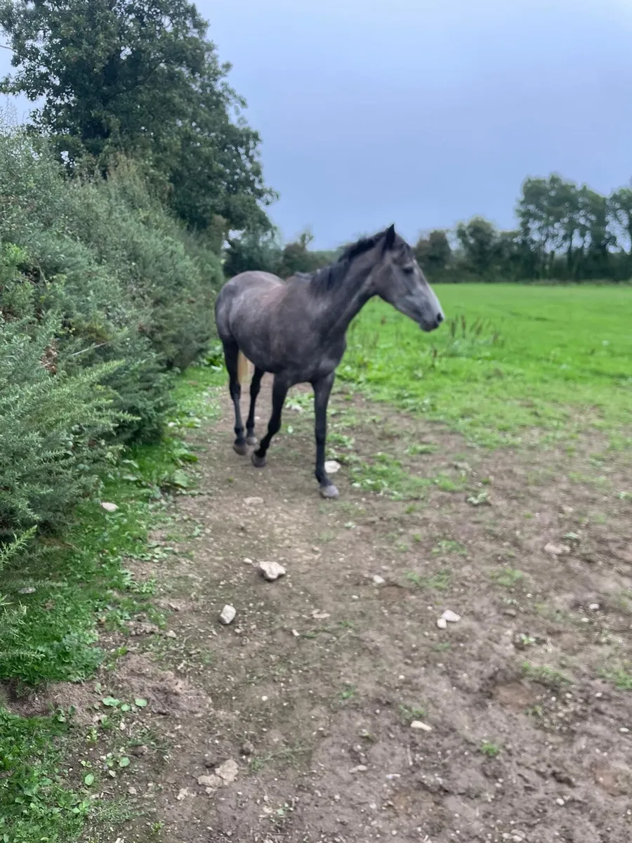 3 year old Filly - Image 4
