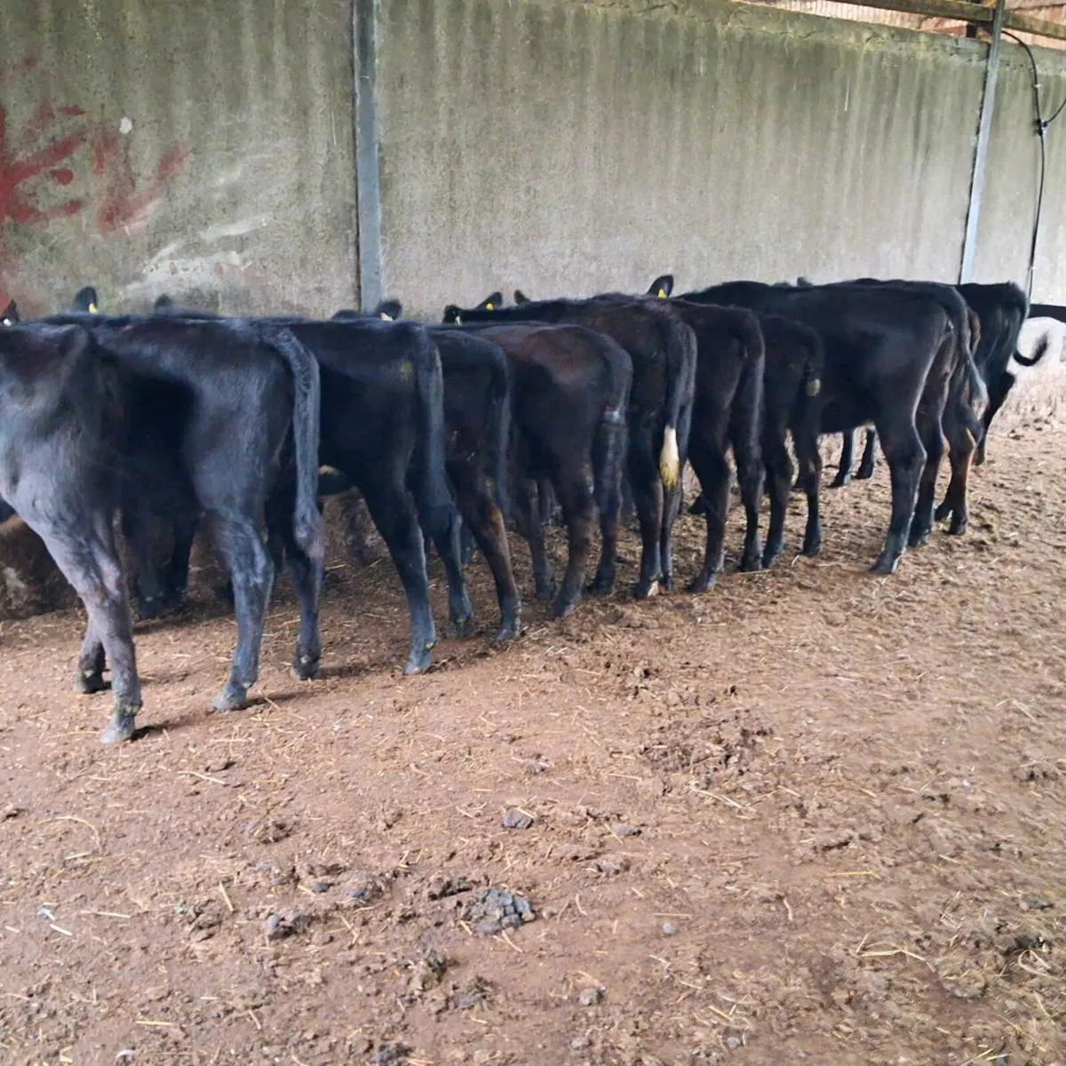 10 aa heifer weanlings - Image 1