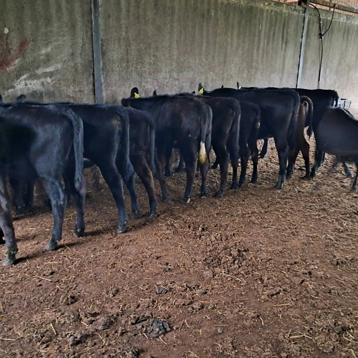 10 aa heifer weanlings - Image 2