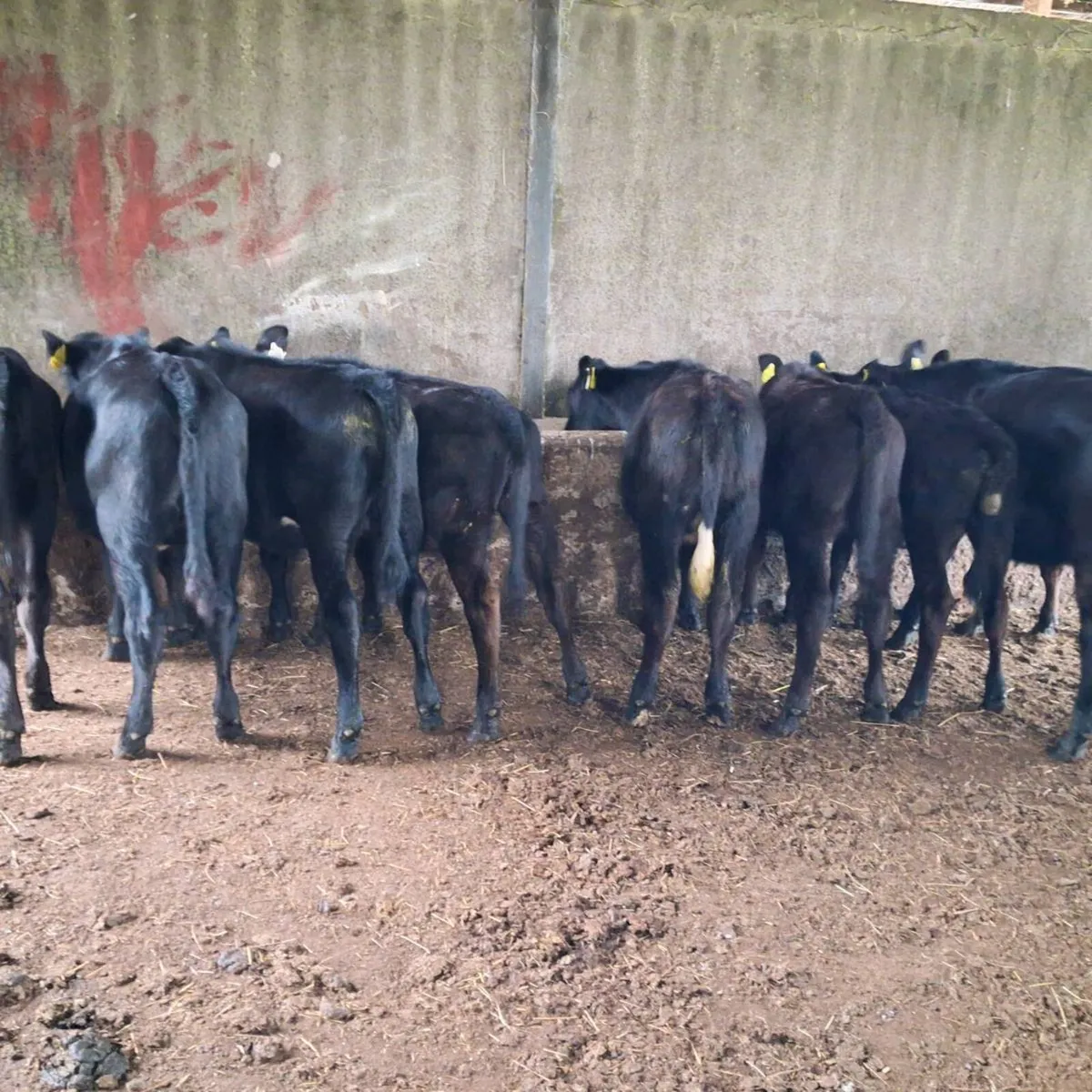 10 aa heifer weanlings - Image 3