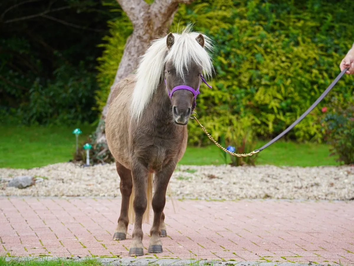 Silverdapple Miniature Pony Colt - Image 1