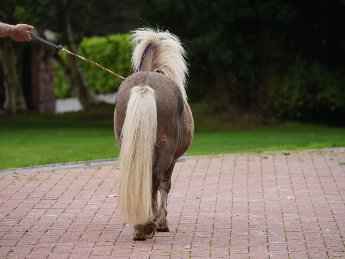 Silverdapple Miniature Pony Colt - Image 2