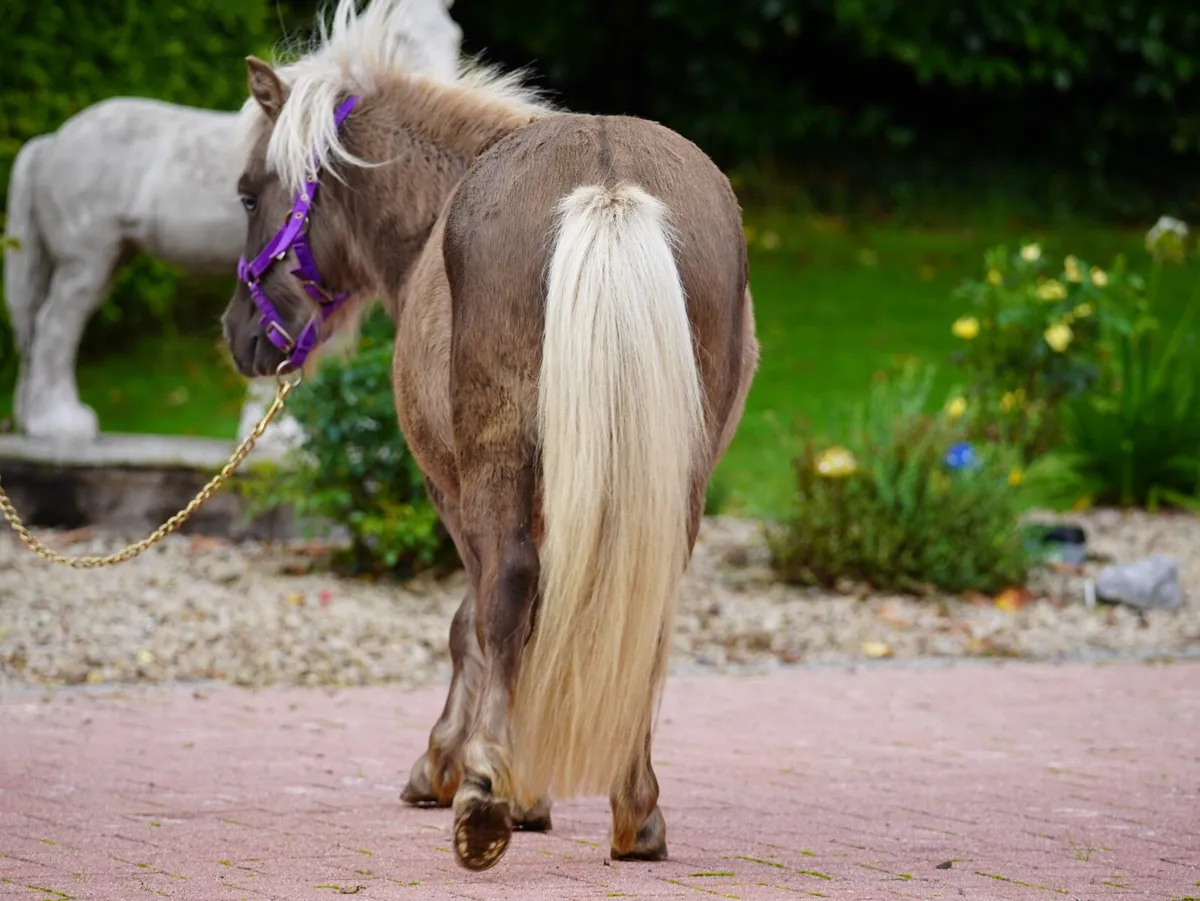 Silverdapple Miniature Pony Colt - Image 3
