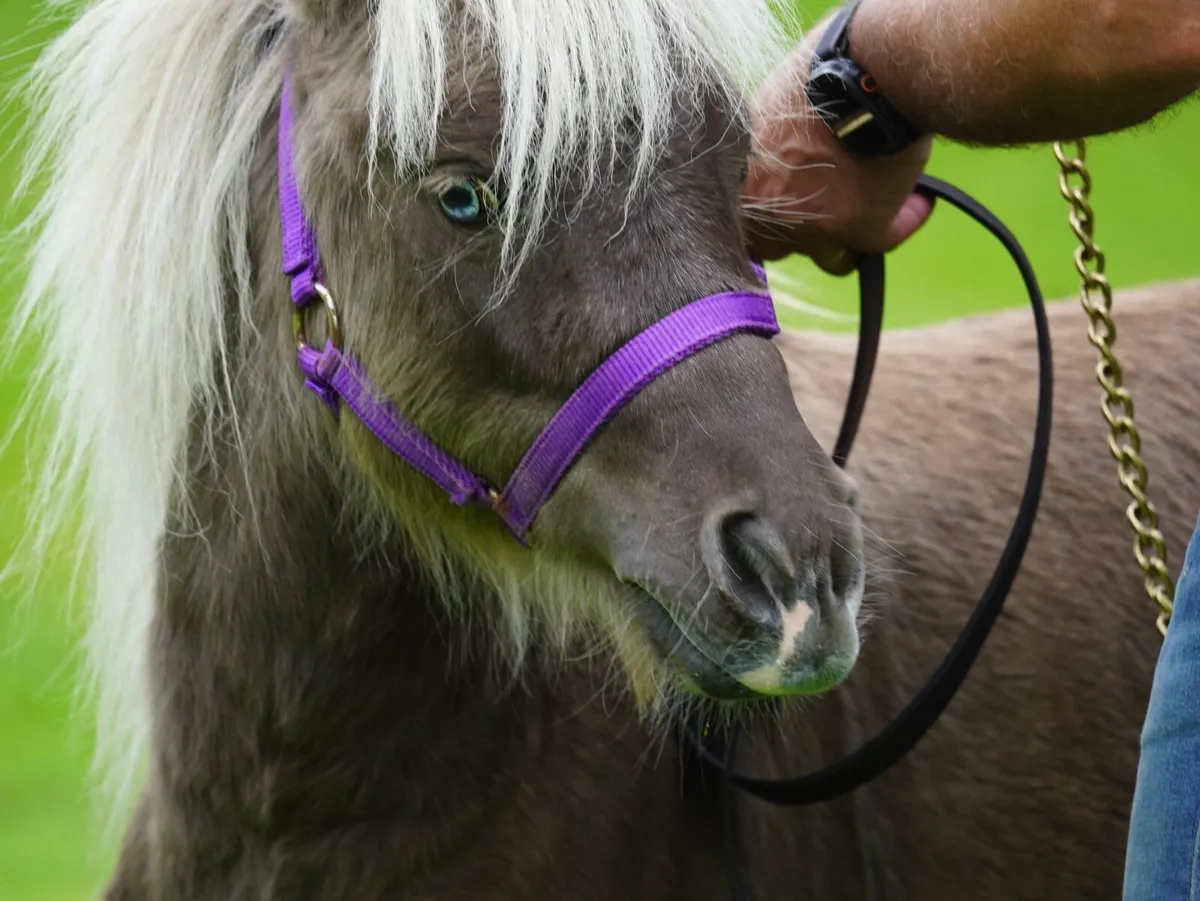 Silverdapple Miniature Pony Colt - Image 4