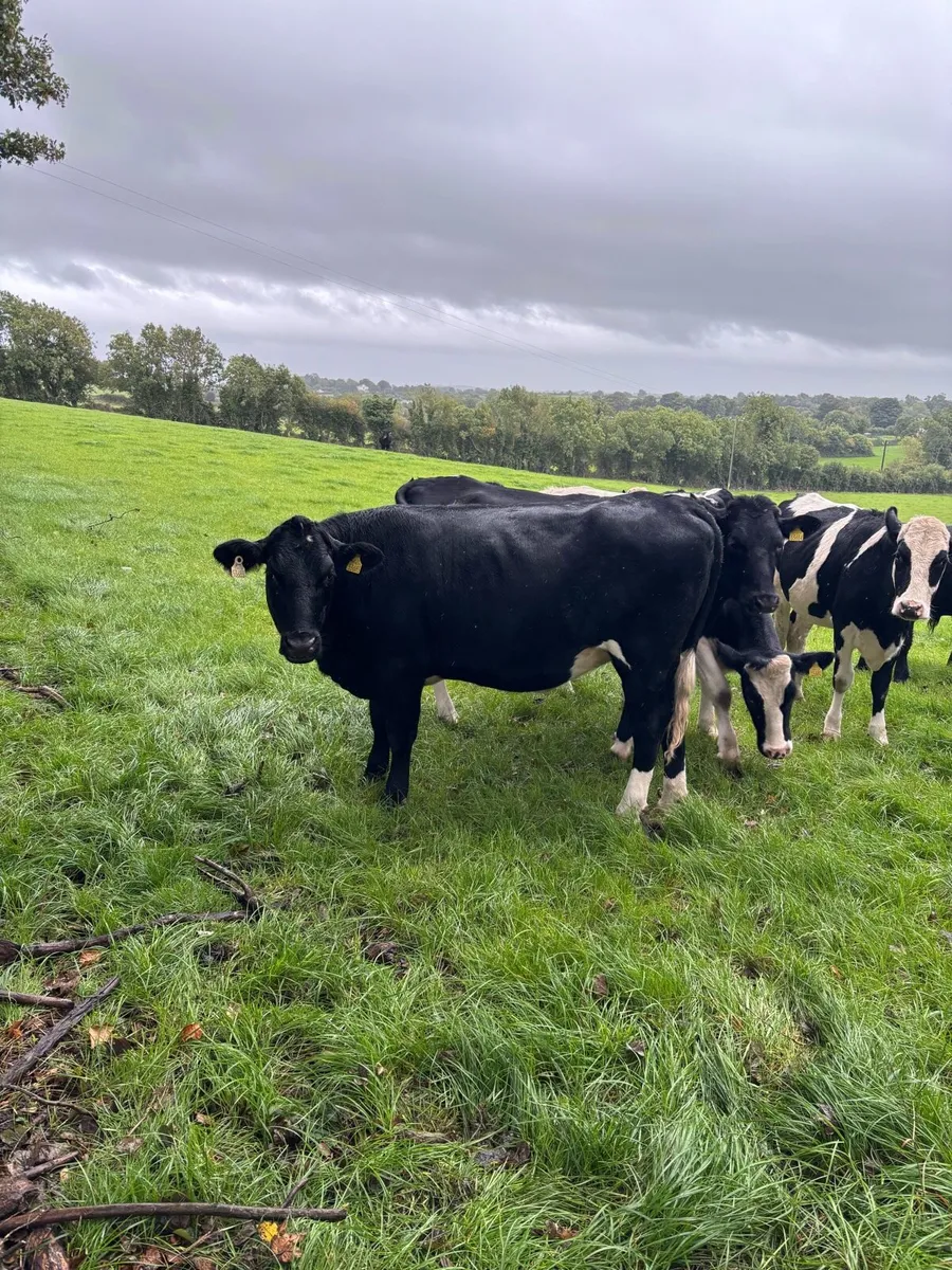 Spring Calving Heifers - Image 1
