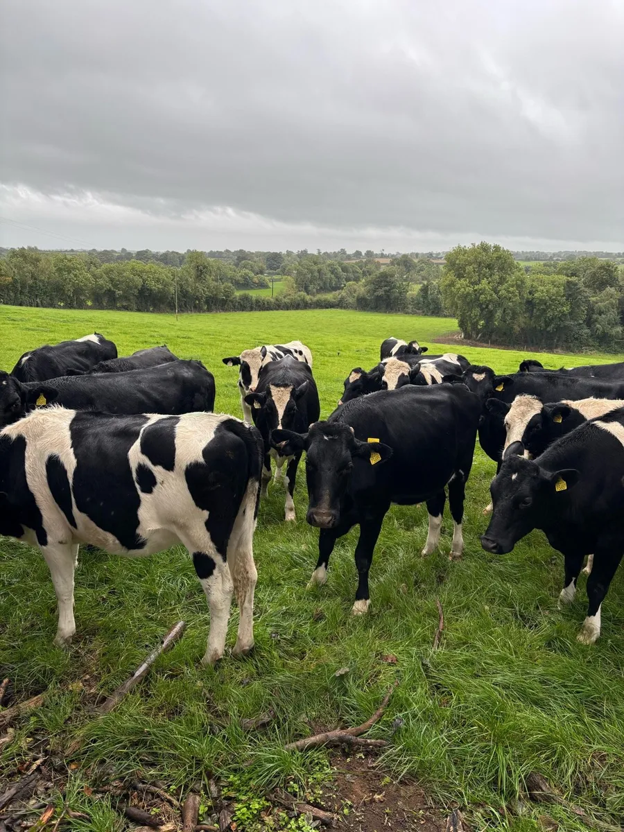 Spring Calving Heifers - Image 2