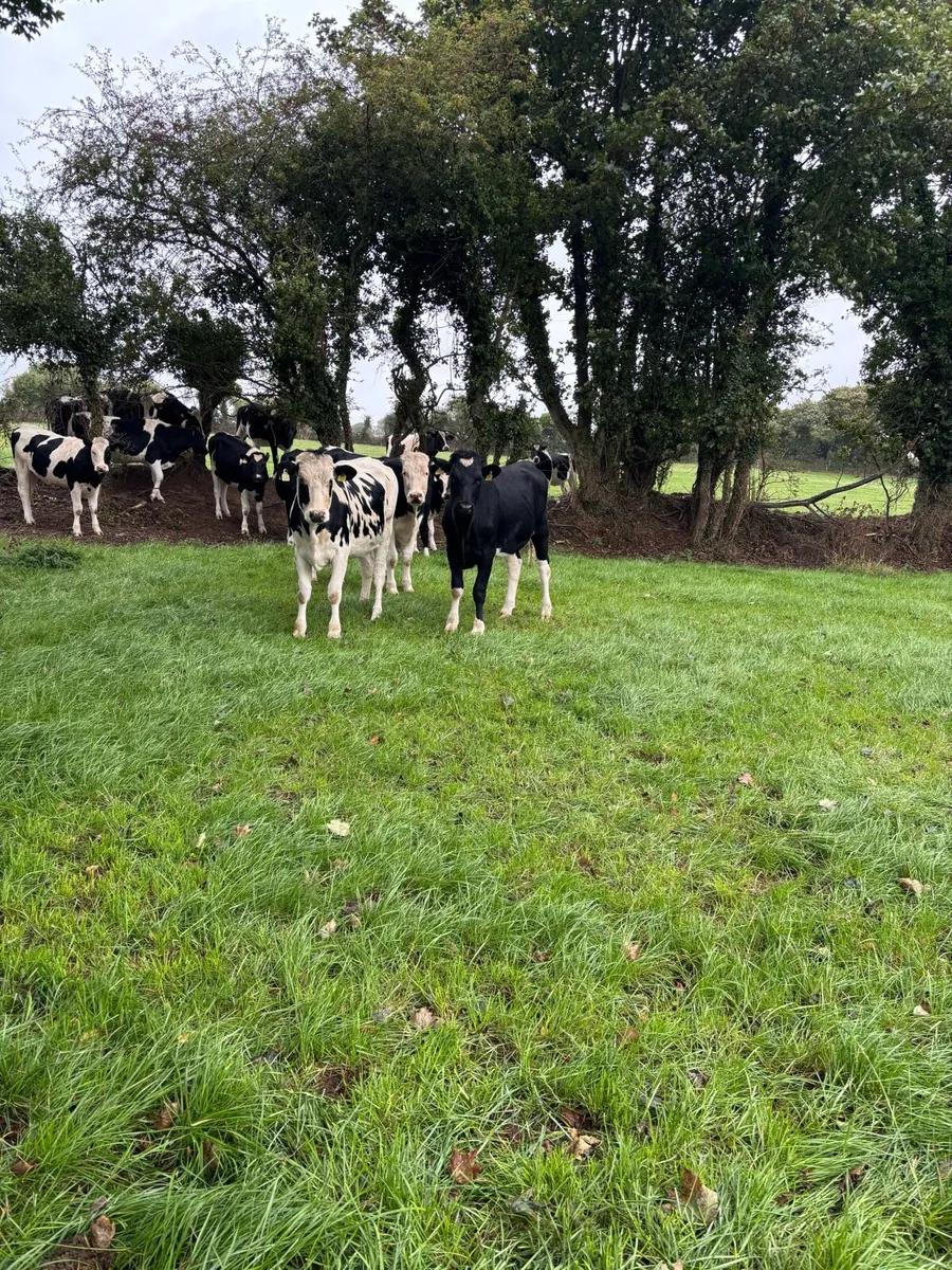 Spring Calving Heifers - Image 3
