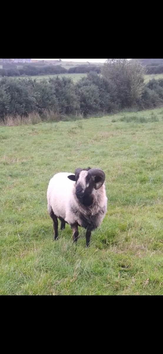 Rare breedSheep(Torddu Badger,Black Welsh,Shetland - Image 1