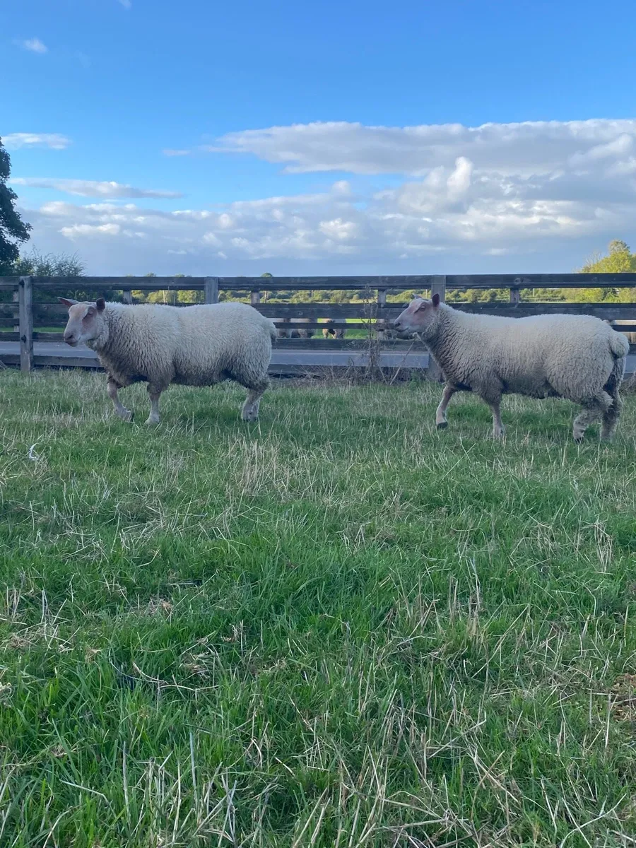 Charollais Ram Lambs - Image 2