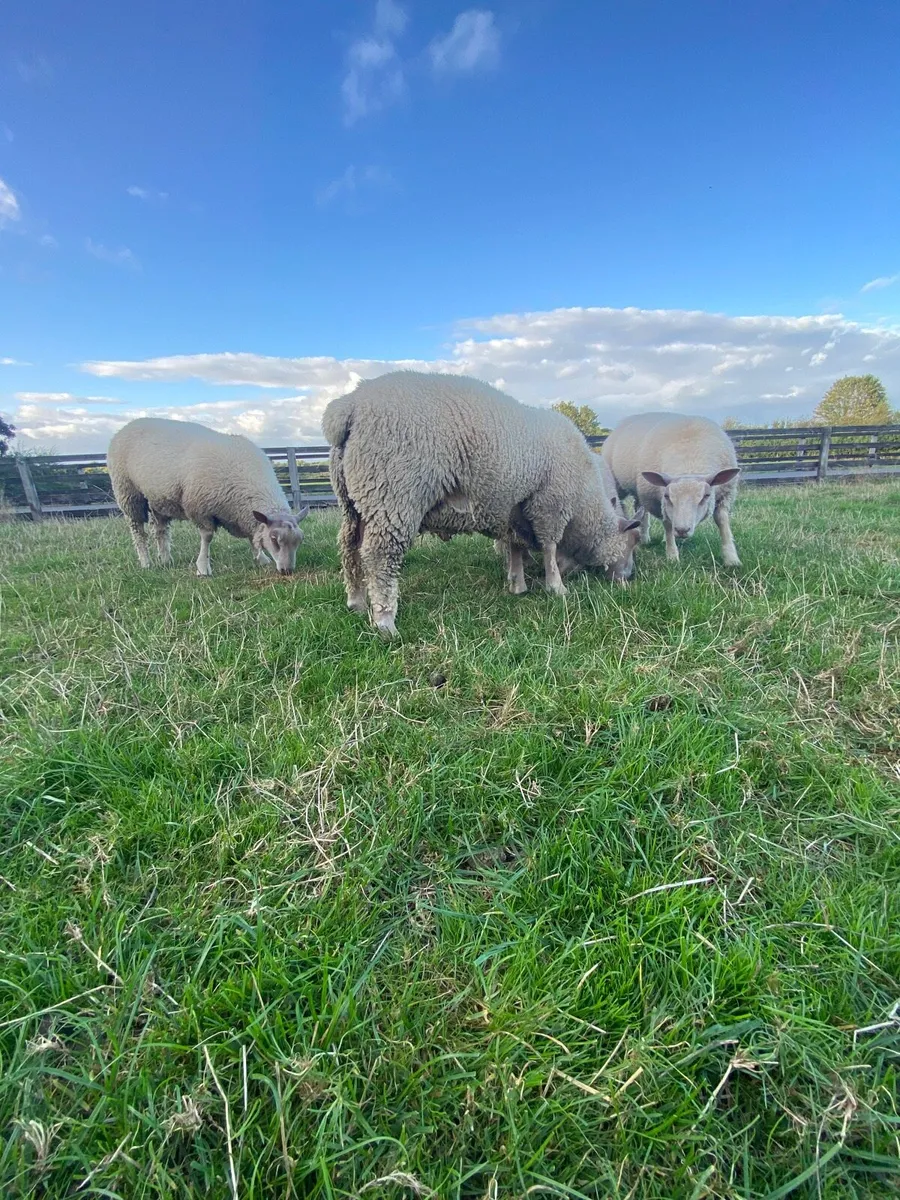 Charollais Ram Lambs - Image 3