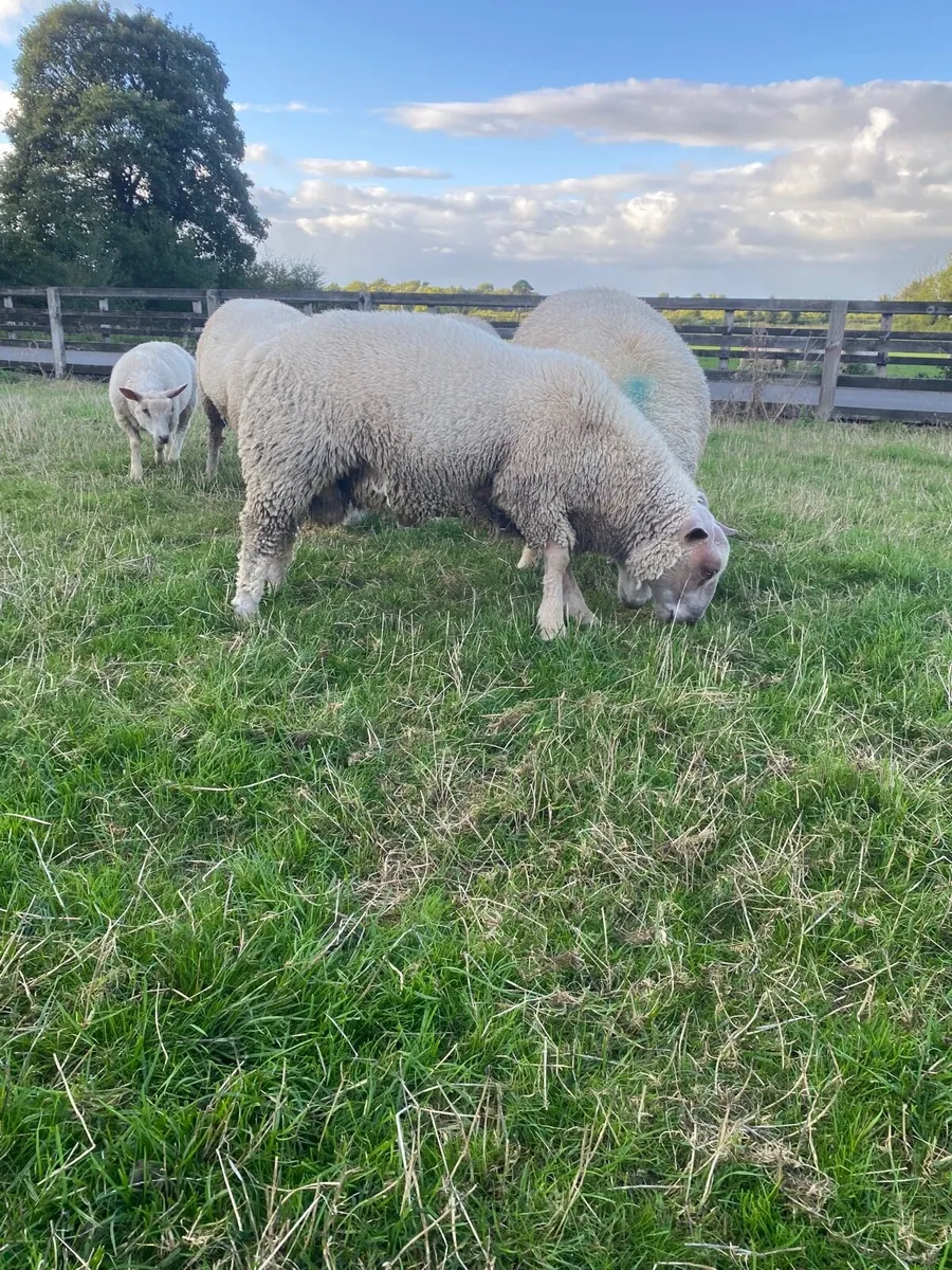 Charollais Ram Lambs - Image 4