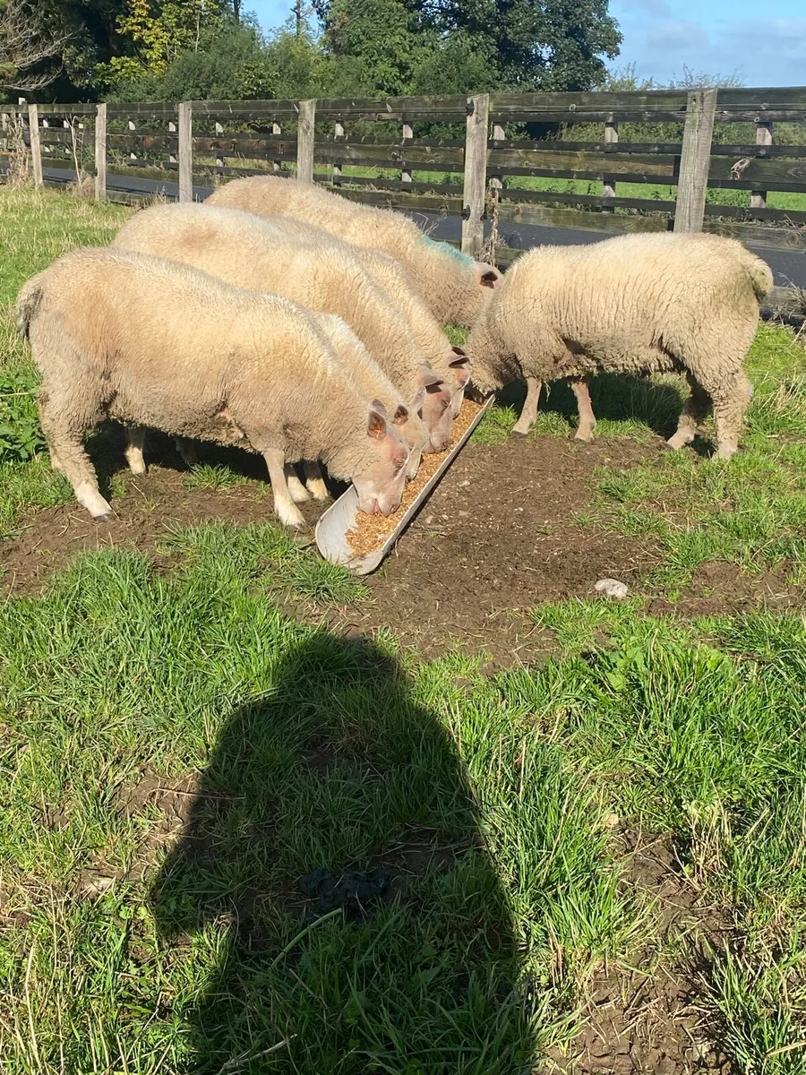 Charollais Ram Lambs - Image 1