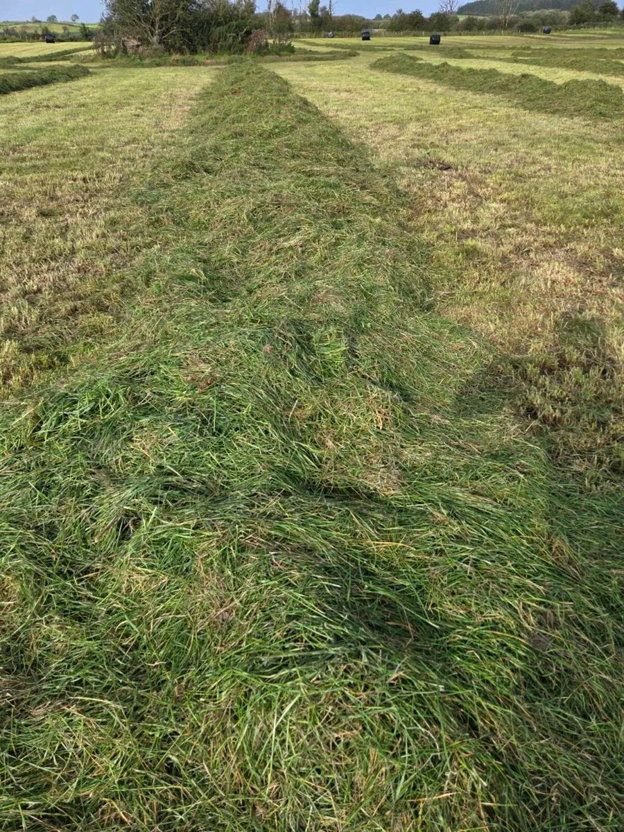 120 Silage bales - Image 4