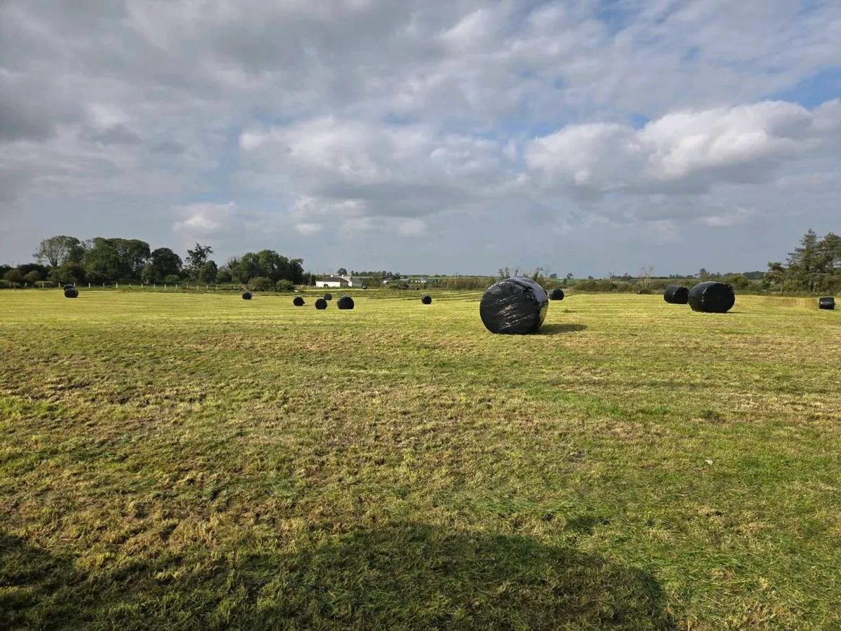 120 Silage bales - Image 2