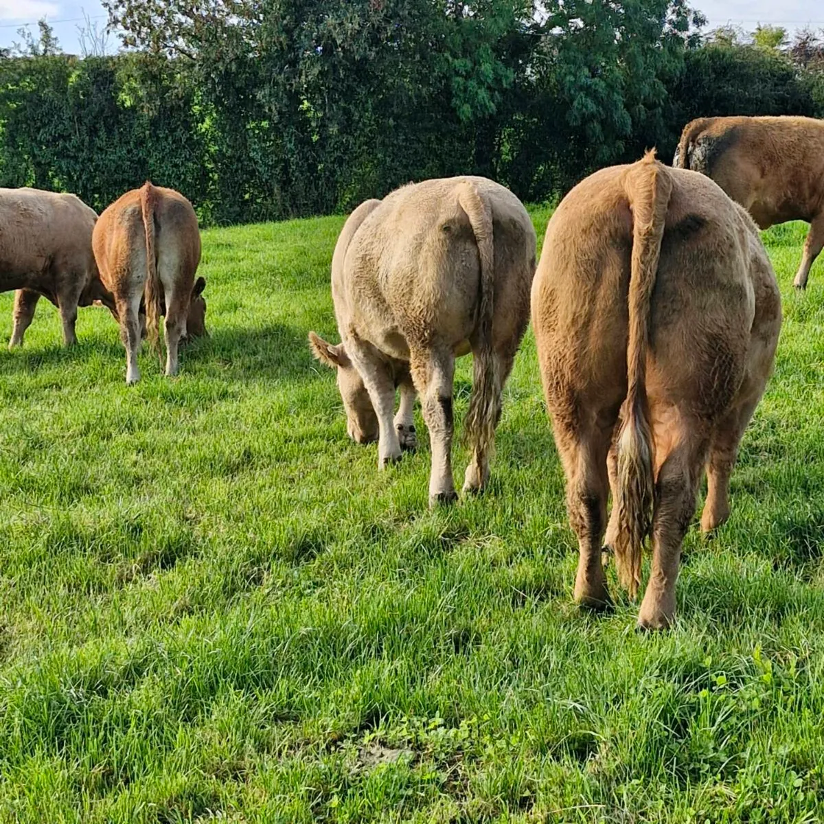 BEEF CATTLE - Image 2